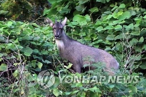 서울 용마폭포공원에서 발견된 산양[환경부 제공]