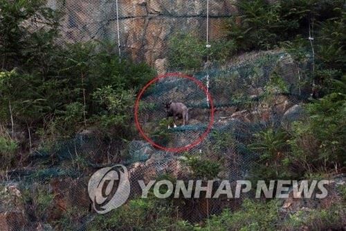 서울 용마폭포공원에서 발견된 산양[환경부 제공]