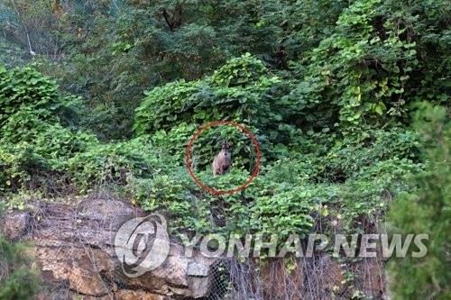 서울 용마폭포공원에서 발견된 산양[환경부 제공]