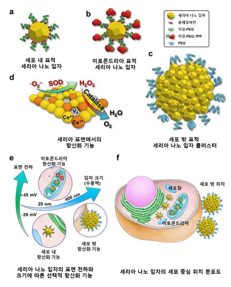 세포 안팎 및 미토콘드리아 표적 세리아 나노입자와 항산화 기능 설명도 [IBS 제공=연합뉴스]