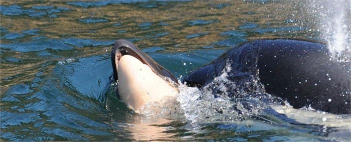 죽은 자식을 못 떠나보내는 어미 범고래[AP=연합뉴스]J35 pushing her dead calf Wednesday. (Ken Balcomb/Center for Whale Research)