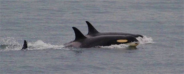 J35 frolicking once more (Ken Balcomb/Centre for Whale Research