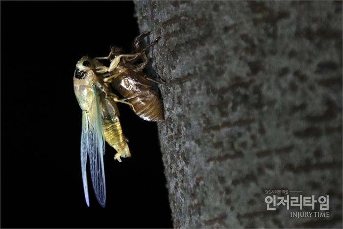 경남 함양군 마천면 지리산 자락 칠선계곡 인근 숲에서 매미 애벌레가 땅속에서 나와 나무에 기어 올라와 머리와 몸이 옥색 빛을 띠며 허물을 벗으며 우화(羽化) 하는 과정이 카메라에 포착됐다.우화는 보통 한밤중에 3∼4시간 소요된다.땅속에서 유충으로 5∼7년을 사는 매미는 우화 후에는 열흘 남짓 만에 생을 마감한다.