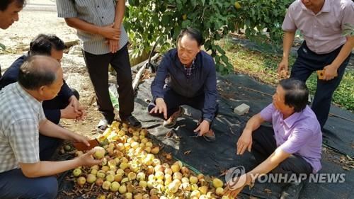 '추석 코앞인데'…떨어진 사과(무안=연합뉴스) 지난 15일 박태선 농협 전남지역본부장 등이 전남 곡성군 겸면 한 사과 재배지에서 떨어진 사과를 살펴보고 있다. 2018.8.16 [농협 전남본부 제공]chogy@yna.co.kr