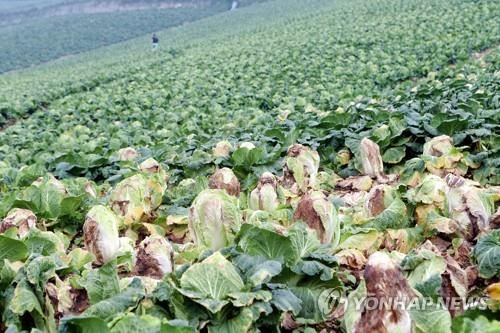 썩어가는 고랭지 배추(태백=연합뉴스) 배연호 기자 = 14일 전국에서 가장 높은 강원 태백 매봉산 고랭지 배추가 폭염으로 말미암아 산지에서 썩고 있다. 2018.8.14byh@yna.co.kr