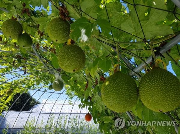 거제도서 아열대 과일 재배 성공[연합뉴스 자료사진]