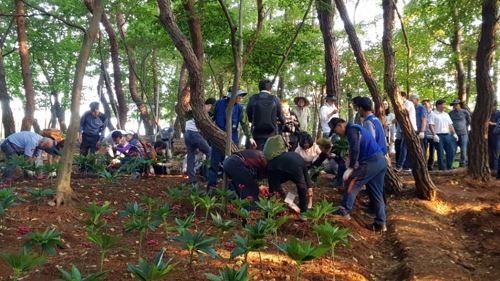 [함양군 제공]산삼 농가에서 직접 산삼 캐기(함양=연합뉴스) 경남 함양군 산삼 농가에서 체험객들이 산양삼을 직접 캐보고 있다. 2018.9.6 [함양군 제공]