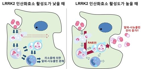 LRRK2 인산화효소 활성에 의한 알파-시뉴클린 응집체 전이 조절 모델 [한국연구재단 제공=연합뉴스]