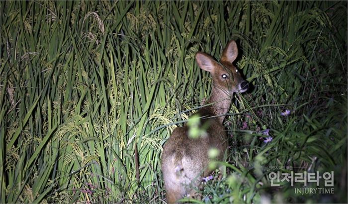 지리산 다랑이논의 이삭을 뜯다 인기척에 놀라 눈이 동그래진 고라니. 사진=백한기