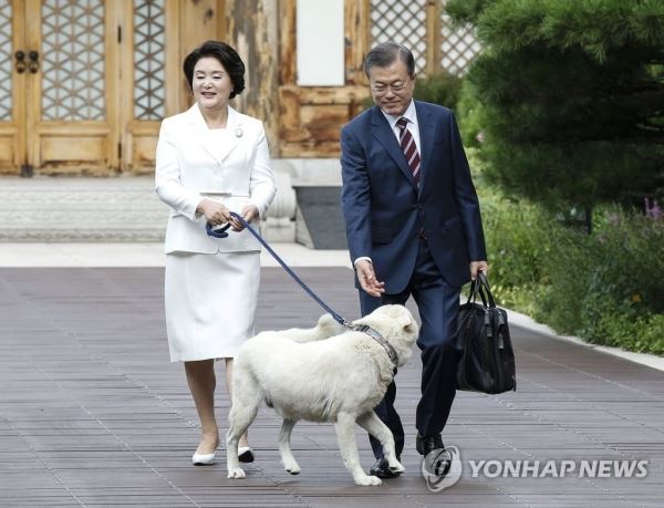 [평양정상회담] 풍산개 마루 환송받으며 평양 출발하는 문 대통령 내외(서울=연합뉴스) 평양사진공동취재단 황광모 기자 = 문재인 대통령과 부인 김정숙 여사가 18일 오전 청와대에서 남북정상회담이 열리는 평양으로 향하기 위해 관저를 나서다 풍산개 마루의 환송을 받고 있다. 2018.9.18 hkmpooh@yna.co.kr