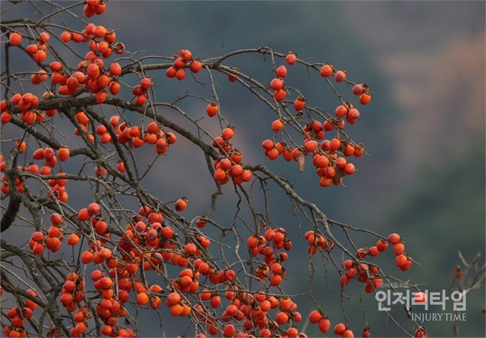 가을빛 담은 지리산 감.