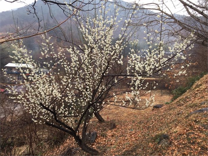 ①내 집에서 국사암으로 올라가는 길 옆에 매화가 피어 있다.