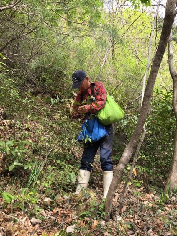 필자가 차산에서 야생산차를 채취하는 모습이다.