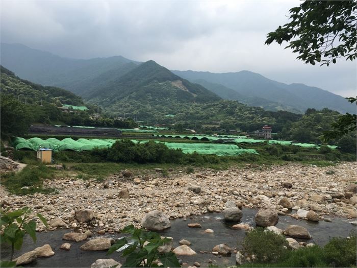 2. 화개골의 많은 차농가들이 차밭 곳곳에 연녹색의 천을 덮은 모습이다. 가루차를 생산하려면 차광재배가 필수다.