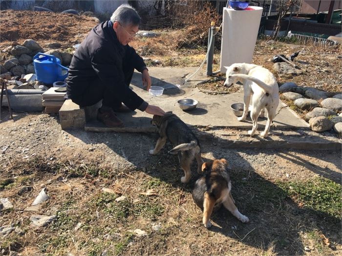 필자가 집 수돗가에서 어미와 새끼들에게 먹이를 주고 함께 시간을 보내는 모습. 군청에서 데려가기 전이다..