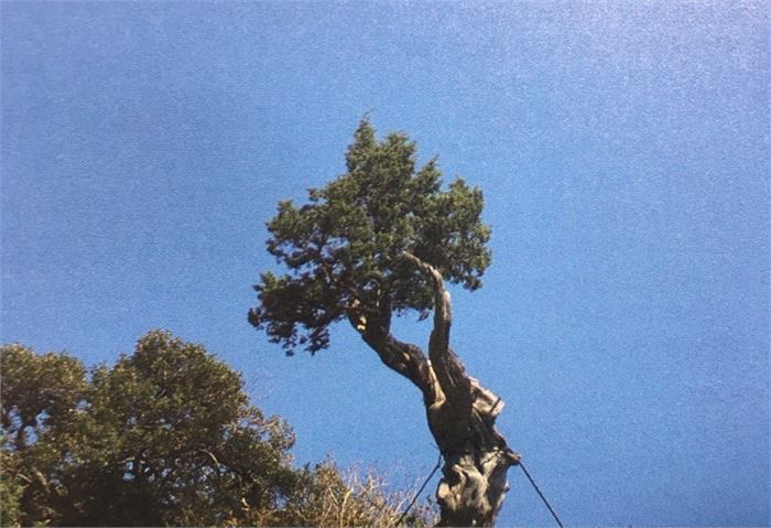 2. 우리나라에서 수명이 가장 오래된 울릉도 도동항의 절벽에 서 있는 향나무를 드론으로 촬영한 모습.