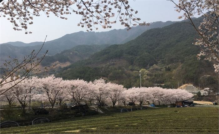 만개한 화개 십리벚꽃