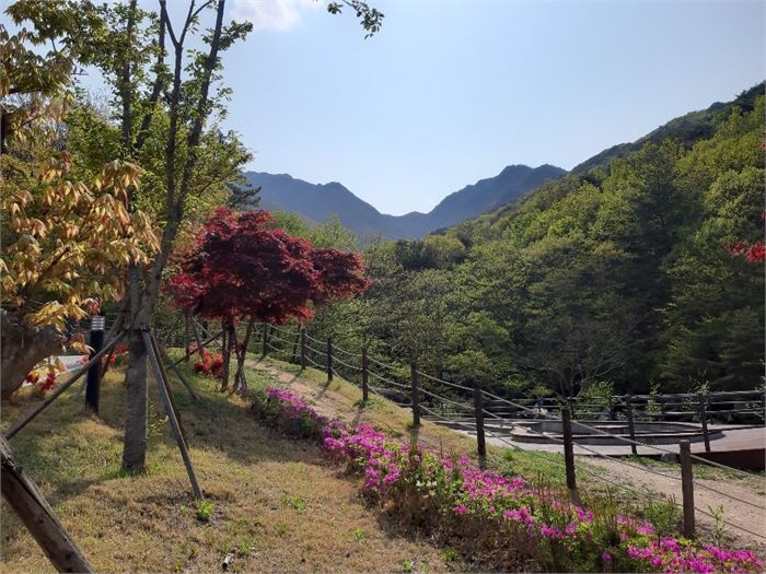 (사진1은 간월폭포 정면 사진2는 등산로 입구에서 본 간월재(천화현)의 모습입니다.