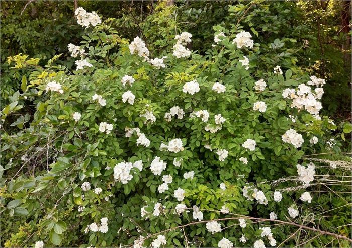 산야에 가득 핀 찔레꽃