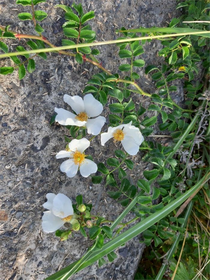 바람에 찢겨 3개의 꽃잎만 남은 찔레꽃