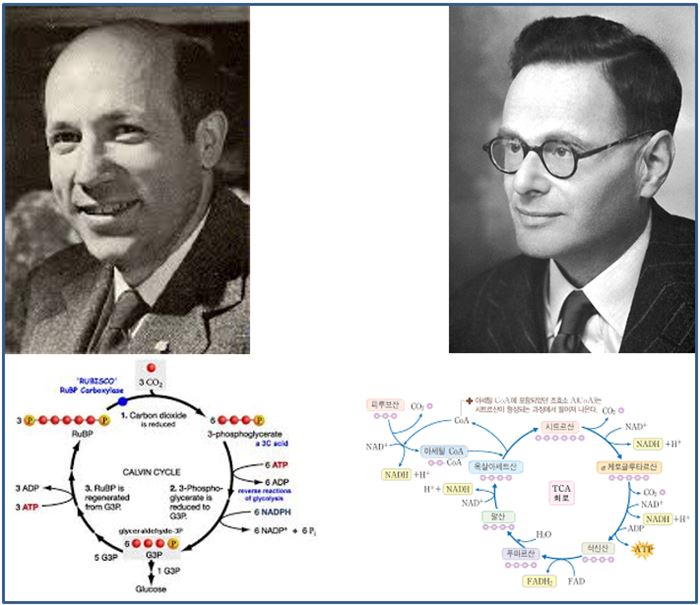 광합성과 세포호흡 과정을 밝힌 캘빈과 크렙스(右)