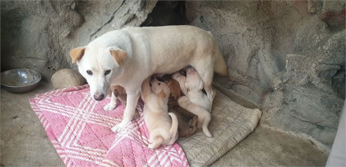 완주군 삼례읍 우석대 앞에 사는 순둥이