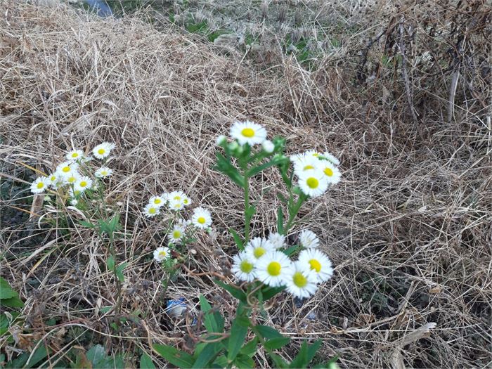  사진1 초겨울임에도 의연히 피어있는 개망초꽃