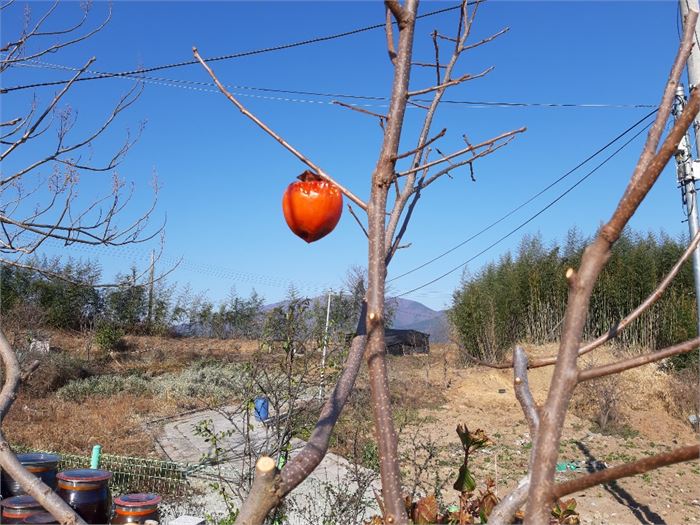 사진2. 딱 한 개가 열어 여직 버티는 대봉감 홍시(紅柿)