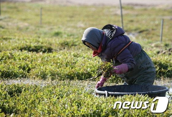 반짝 꽃샘추위가 지나고 제법 따스한 봄 날씨를 보인 14일 오전, 전남 강진군 강진읍 교촌마을 미나리꽝에서 수확하는 농부들의 손놀림이 분주하다. 미나리는 비타민과 무기질, 섬유질이 풍부한 알칼리성 식품으로 특히 봄에 돋아나는 미나리는 튼실한 줄기가 부드러워 미나리의 제 맛이 나타난다.(전남 강진군 제공) 2015.3.15/뉴스1 © News1 김한식 기자