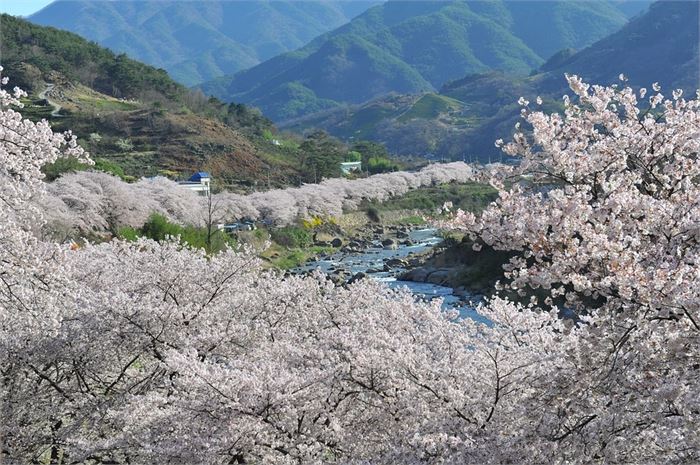 지리산의 봄 [픽사베이]