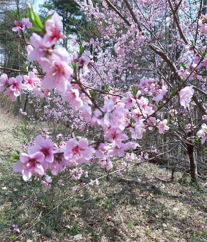 명촌리 살구꽃 [사진 = 이득수]