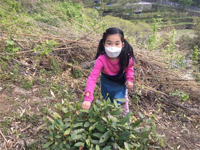 필자의 지인 딸인 이예지 양이 차산으로 올라가던 중 맨 아래쪽에 있는 차밭에서 찻잎을 수확하고 있다.