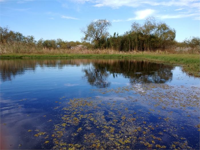 1. 대저대교 통과예정지인 삼락생태공원의 하늘연못. 세계적으로 가장 심각한 멸종위기에 처한 대모잠자리의 국내최대서식지로 추정되는 곳이다.