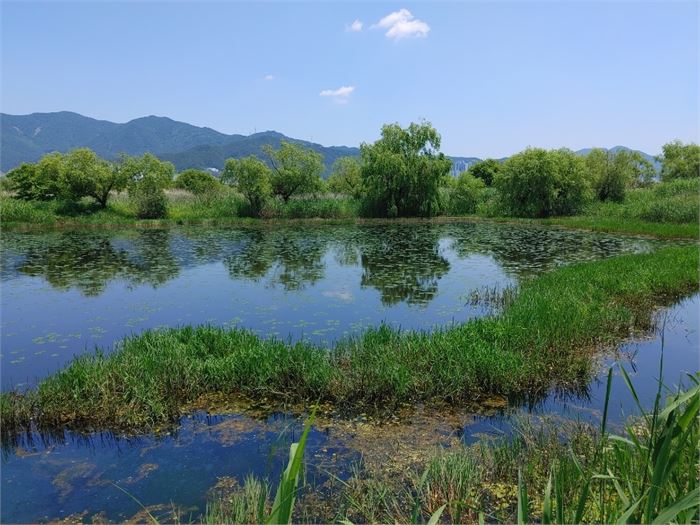 2. 대저대교 통과예정지인 삼락생태공원에는 이러한 생태연못이 다섯 군데나 있다.