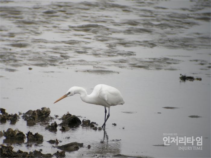 노랑부리백로 5 녹산수문아래 노랑부리백로