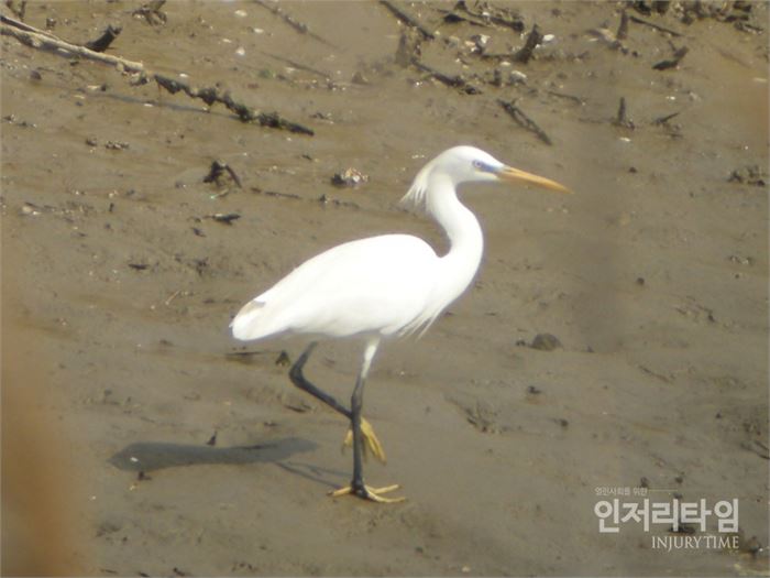 노랑부리백로 8 을숙도 쓰레기매립장