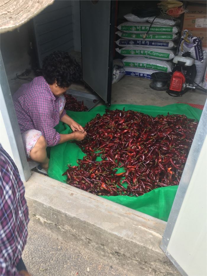 조근식 형님댁 형수가 창고에서 수확한 고추를 손보고 있다. 사진=조해훈