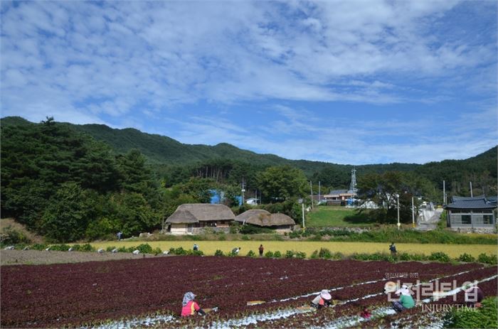 억새로 이은 덕치리 초가집 앞에 상치 따는 아주머니들