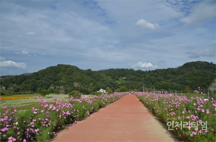 렌즈9-1둑방길에 황토길로 만드어져 코스모스가 양옆으로 피어있다