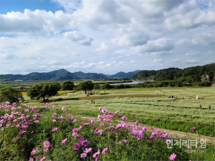 렌즈9-6코스모스와 꽃밭 너머로 남강물이 흐르고 있다