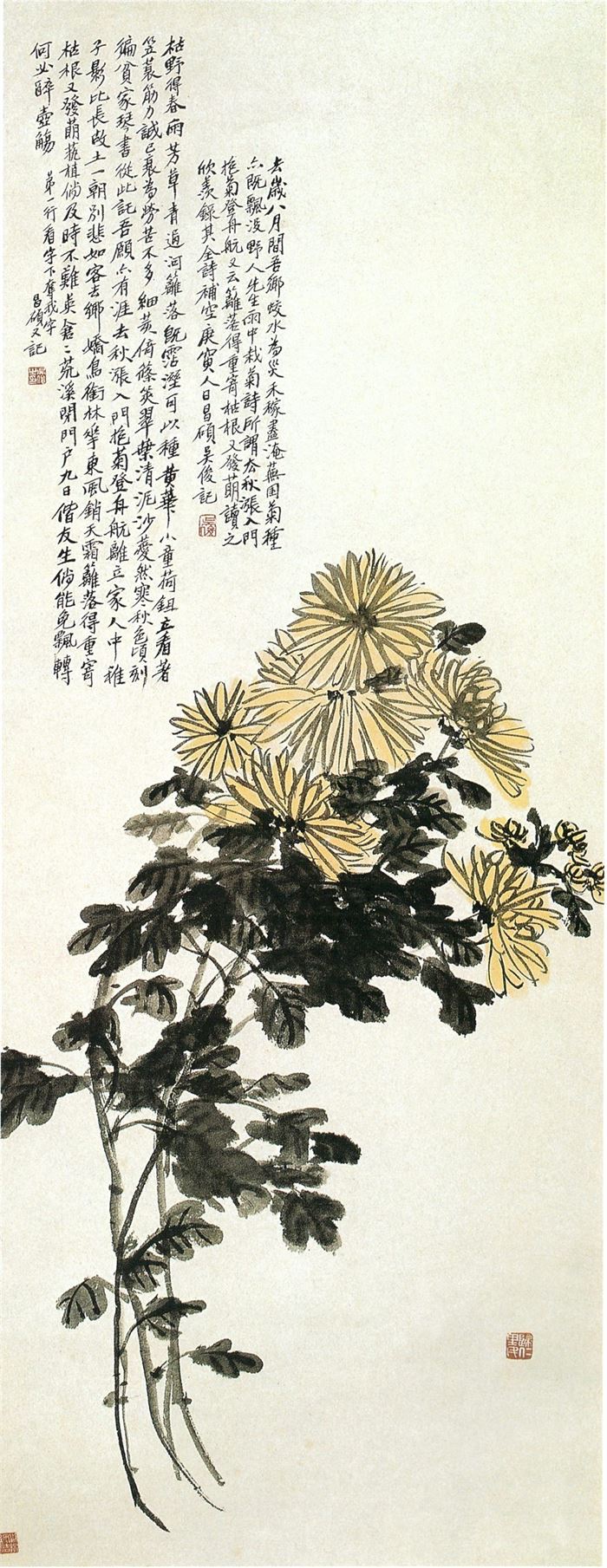 329 오창석(吳昌碩 1844~1927) 국화도(菊花圖) 127.5+50 길림성박물관