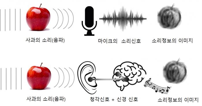 초음파 소리를 이용하면 사과를 보지 않고도 사과의 이미지를 얻을 수 있다. 박쥐와 시각장애자의 뇌에서도 유사한 일이 일어날까?