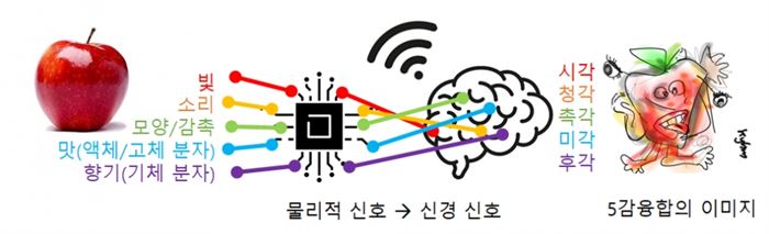 물리적 신호를 뇌 속 신경 신호로 직접 연결할 수 있다면 눈, 코, 혀, 귀, 손발의 감각기관이 몸에 없어도 WIFE를 통해 기계와 접속해 정보를 얻을 수 있다. 내 머릿속에서 오감의 신호로 통합되고 재구성된 ‘사과’는 어떤 모습일까? 어쩌면 미래 인류는 화가의 예술적 창작 방식과 유사한 방식을 기술적으로 구현할지 모른다.