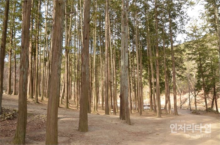 렌즈25-2. 송광사에 오르는 길목에 서 있는 나무들