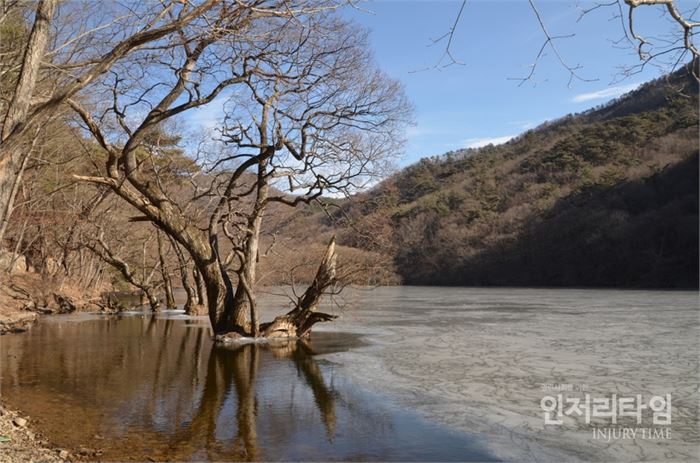 렌즈27-8. 주산지에는 20여 그루의 왕버들이 자라고 있다