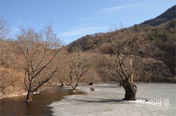 렌즈27-9. 주산지에는 모양도 여러가지 왕버들이 자란다