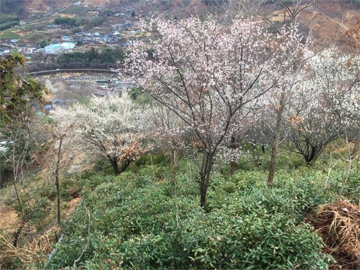 차산에 있는 원두막에서 내려다 본 풍경. 아래 차밭에 매화가 피어 있고, 저 아래 화개동천이 보인다. 사진=조해훈