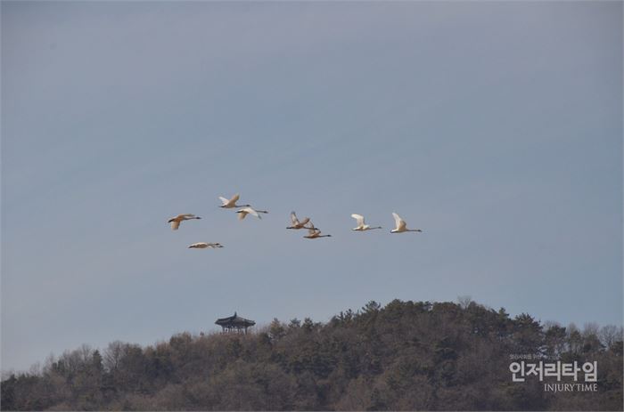 렌즈30-6. 고니 떼가 산 위 정자를 배경으로 날아간다