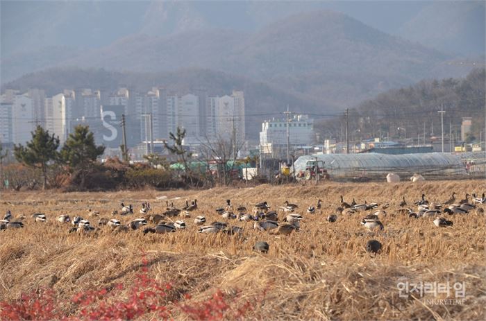 렌즈30-7. 논바닥에서 모이를 찾는 청둥오리떼