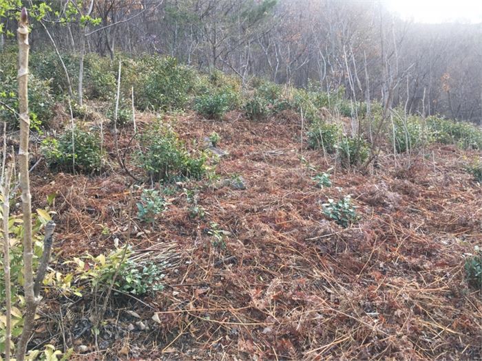 필자의 차산에서 주로 고사리를 채취하는 공간. 필자가 낫으로 잡초를 베어 바닥에 깔아놓았다. 사진-조해훈